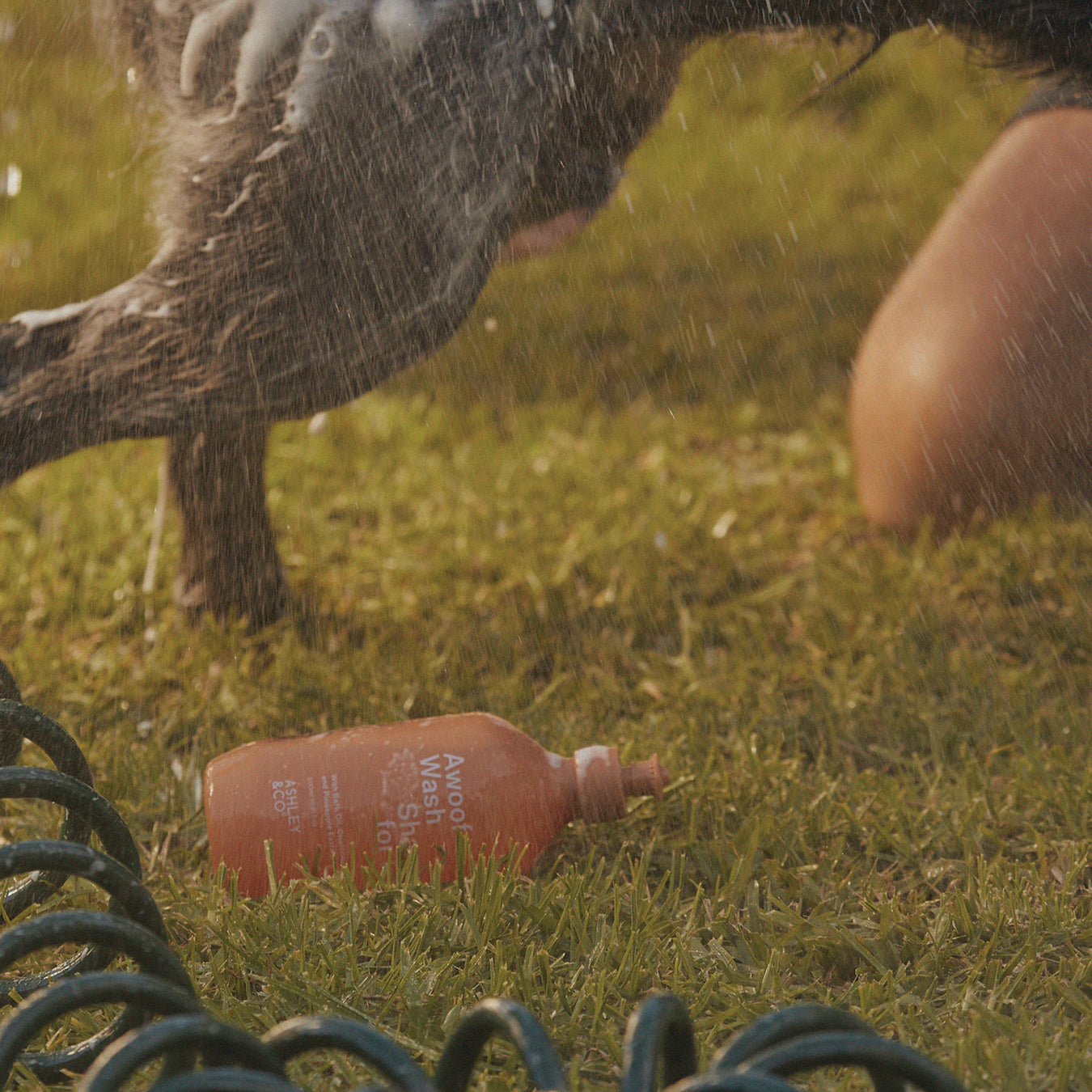 Ashley & Co - Awoof Wash Dog Shampoo