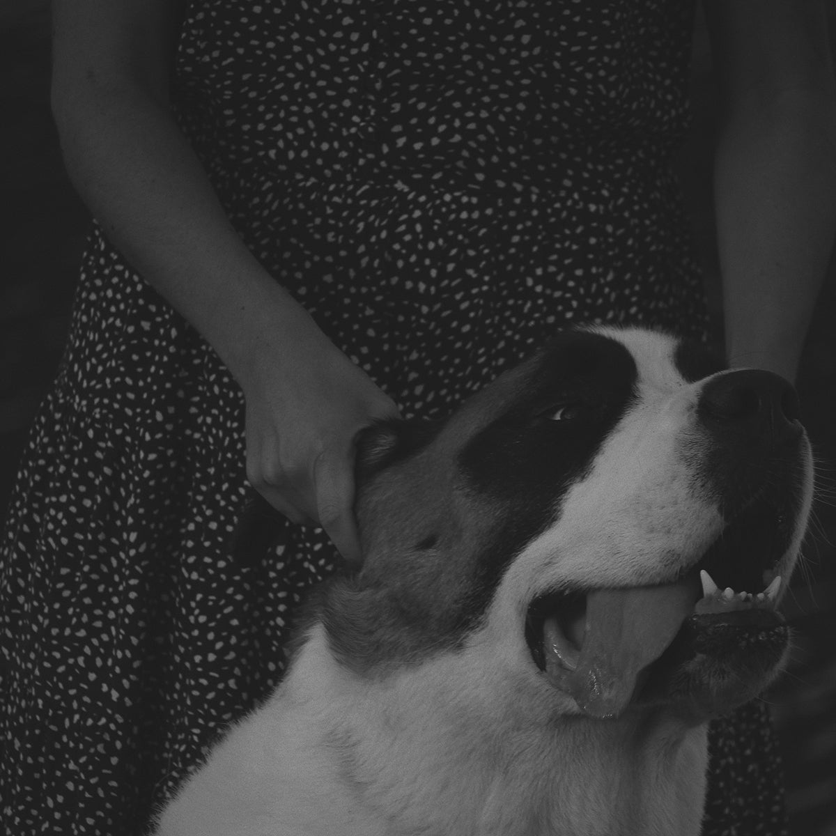 Ashley & Co - Awoof Wash Dog Shampoo