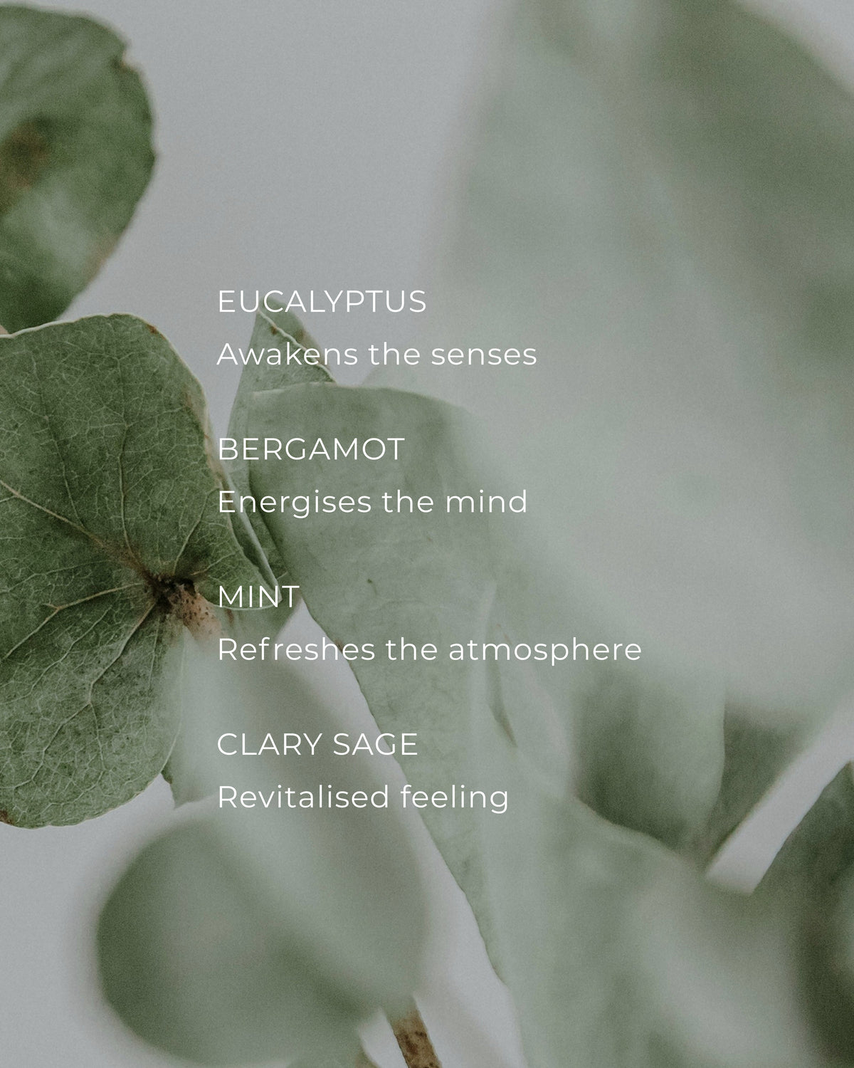 CIRCA 300g Candle - Alchemy Energise - EUCALYPTUS & BERGAMOT